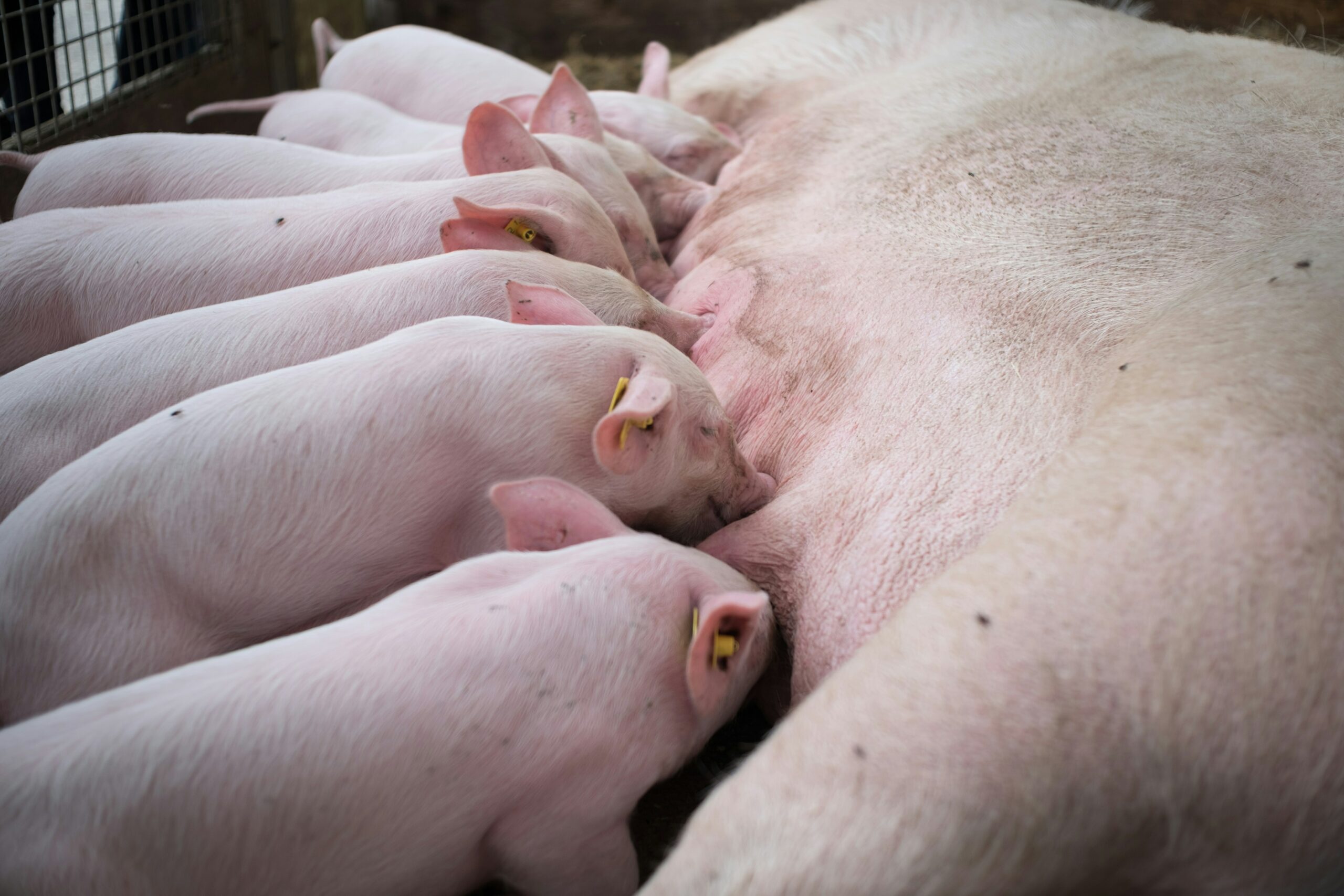 ÖVP blockiert Tierschutz!